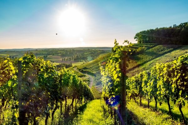 Viticulture : un sursis pour la déclaration des récoltes