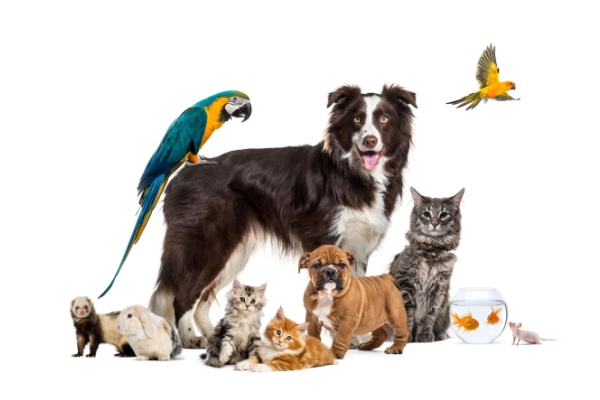 Droit des animaux : le droit français s’adapte