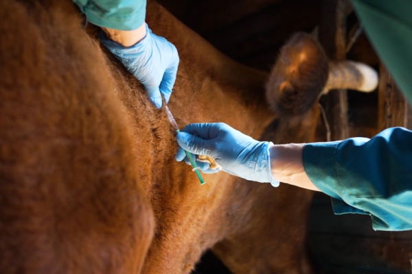 Dermatose nodulaire : extension des mesures de lutte contre la propagation
