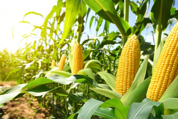 Produits alimentaires et TVA : et si leur utilisation n’est pas « normale » ?