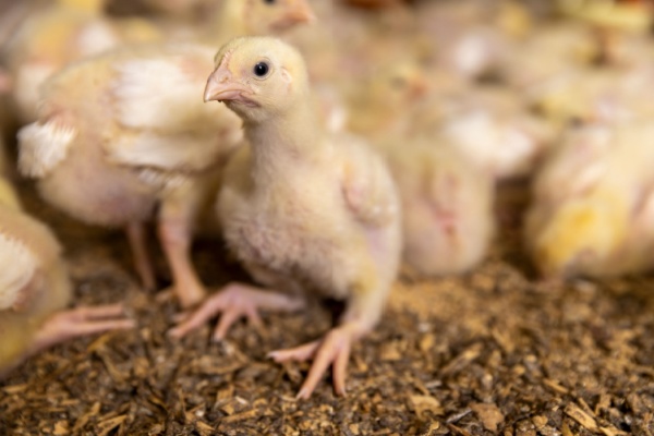 Traçabilité des volailles et oiseaux : évolution des obligations déclaratives